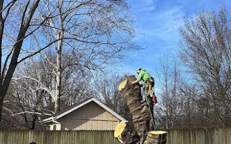 Oasis Tree Care, LLC