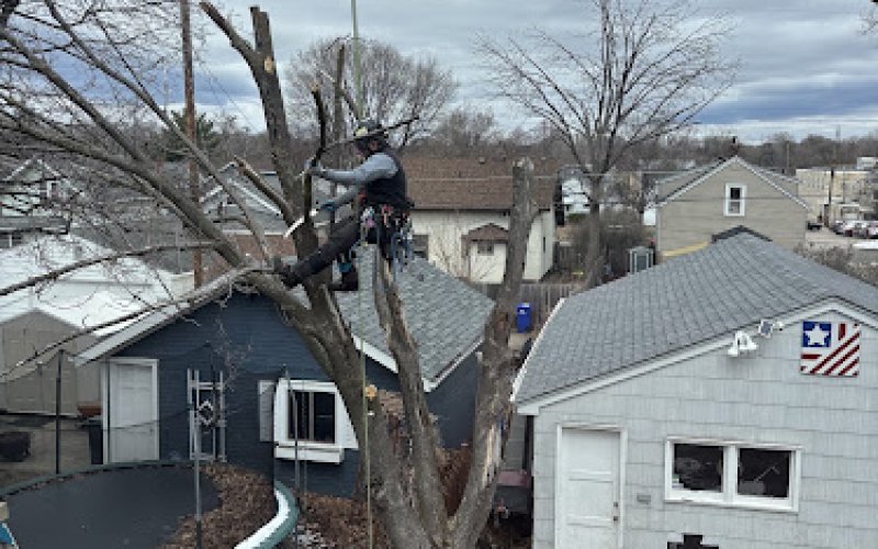Trusted Arbor Tree Care — Tree service in St Paul