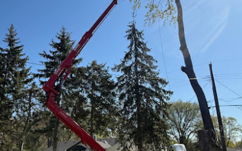 VK Tree & Stump Service LLC — Tree service in St Paul