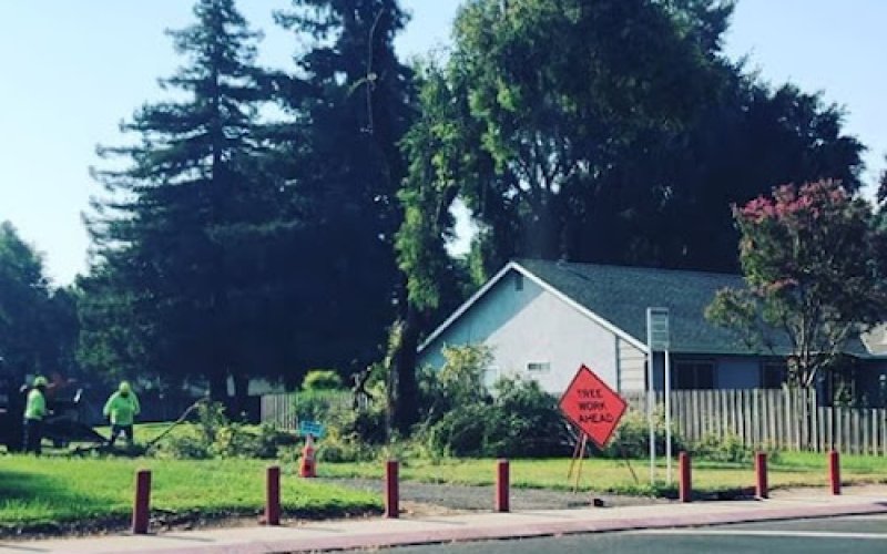 BridgeWood Tree Care