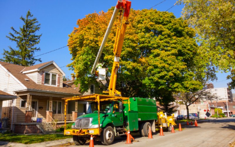 Stockton Tree Services