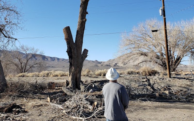 Russell's Artistry in Trees — Tree service in Sun Valley