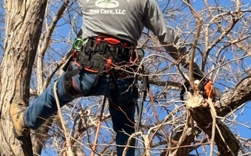 Stress Free Tree Care LLC — Arborist service in Sun Valley