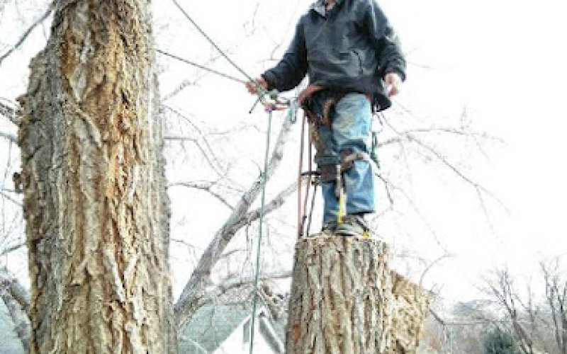 Sunlight Tree Care — Arborist service in Sun Valley