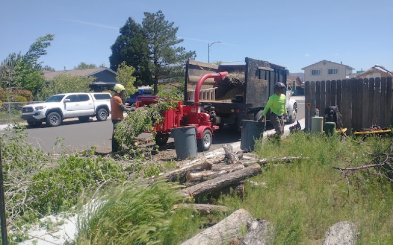 Transformed Tree Care — Tree service in Sun Valley