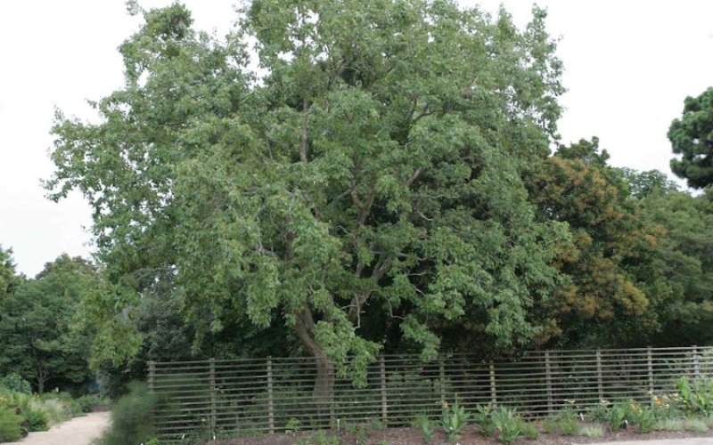 Allgreen Tree Service Mesquite