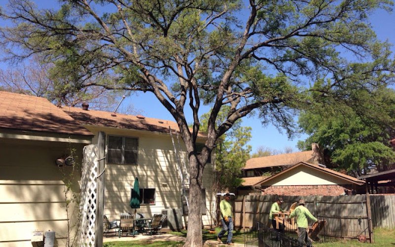 Campos tree service