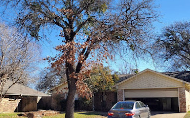 Lone Star Tree Care