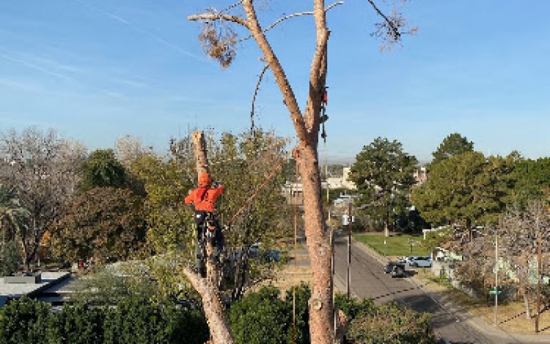 All American Arborist