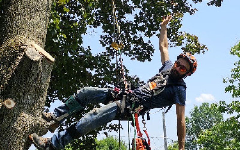 Earth Tenders Tree Care, LLC — Tree service in Syracuse