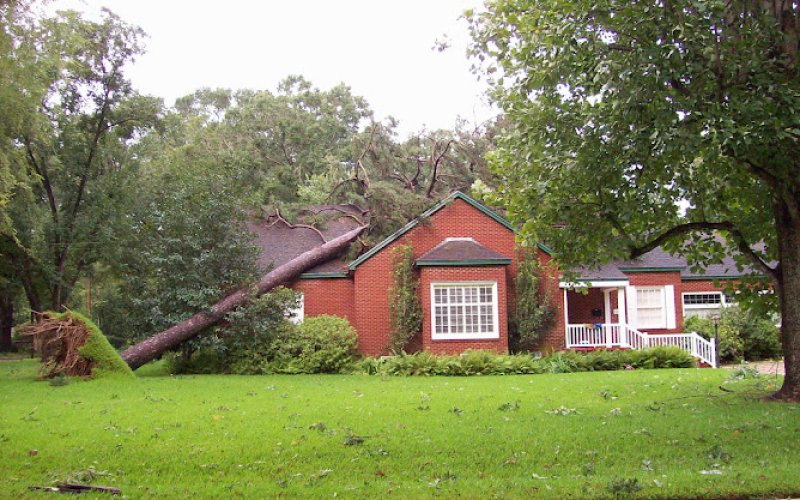 Syracuse Tree Care — Tree service in Syracuse
