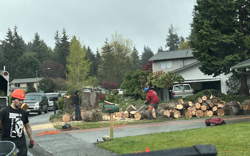 Green Leaf Tree Service