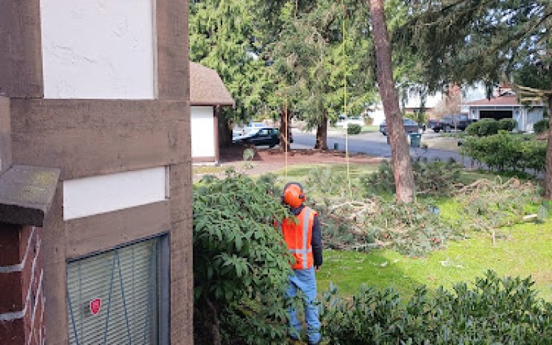 Javier Tree Services & Landscaping LLC