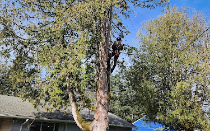 Pacific Tree Services