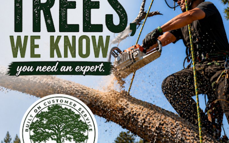 AAA Tree Experts