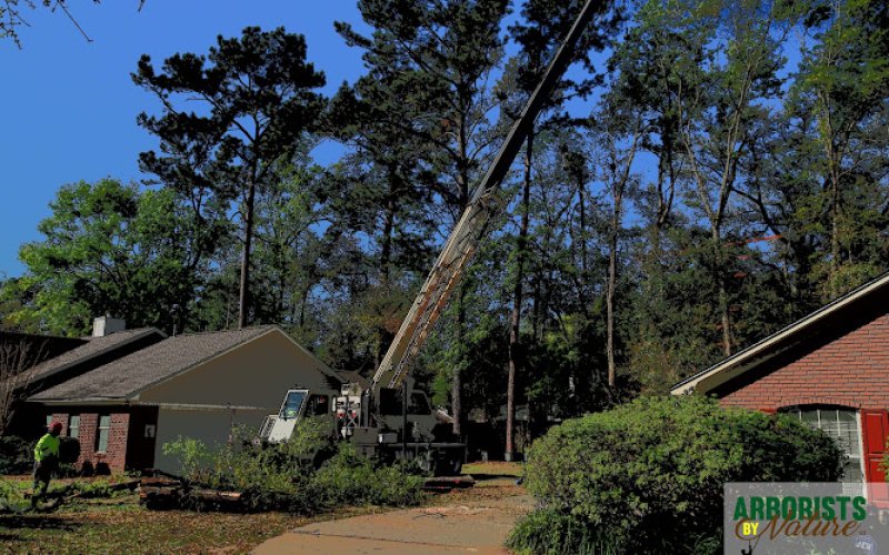 Arborists By Nature