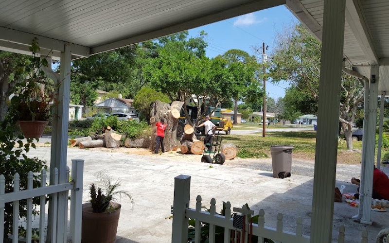 Sunrise Tree Service — Tree service in Tampa