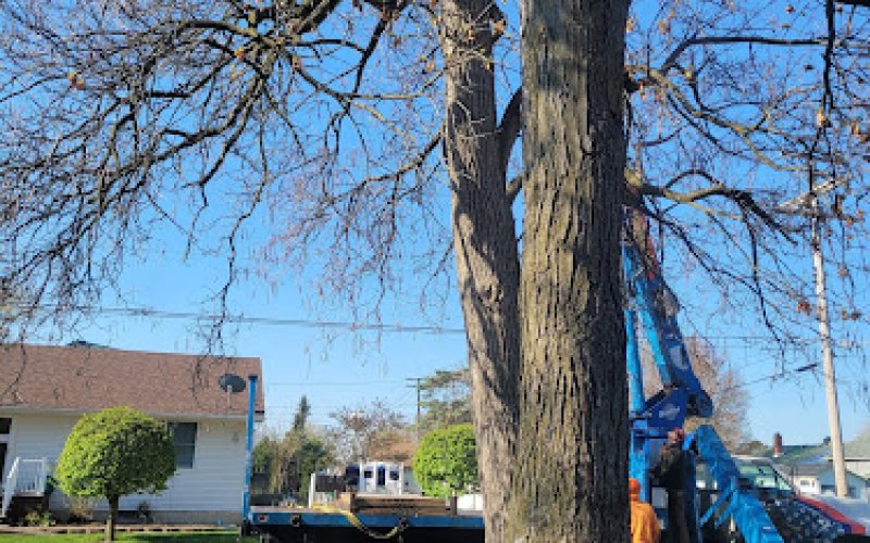 All Seasons Tree Care