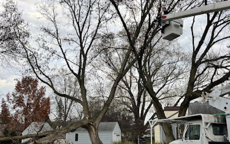 White's Tree Service LLC