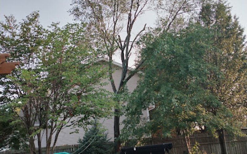 American Tree Service