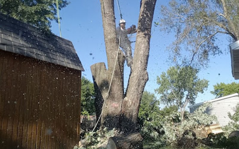Wiki Wood Tree Care LLC