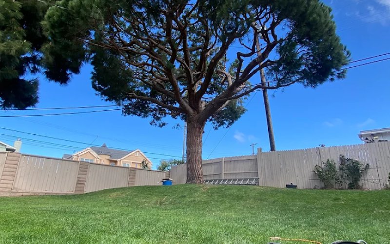 Beach Cities Tree Care Inc — Tree service in Torrance