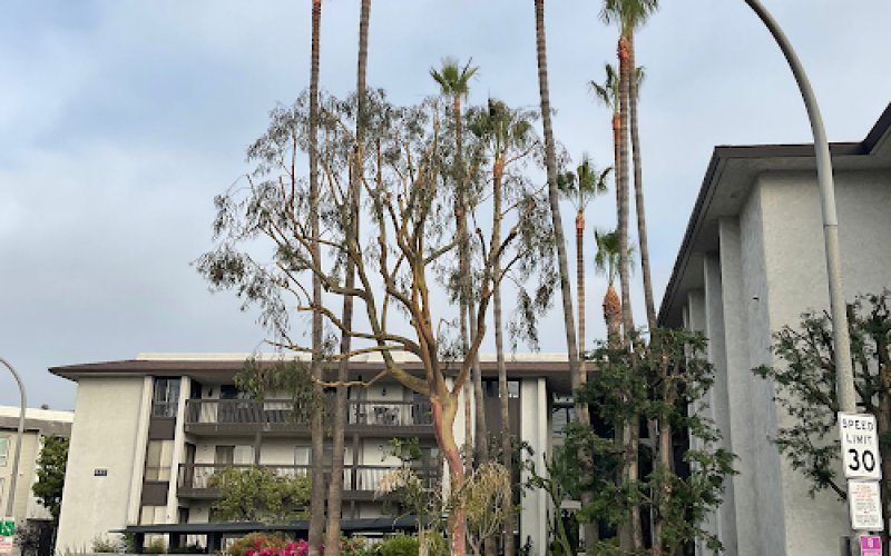 Redwood Tree and Landcare — Tree service in Torrance