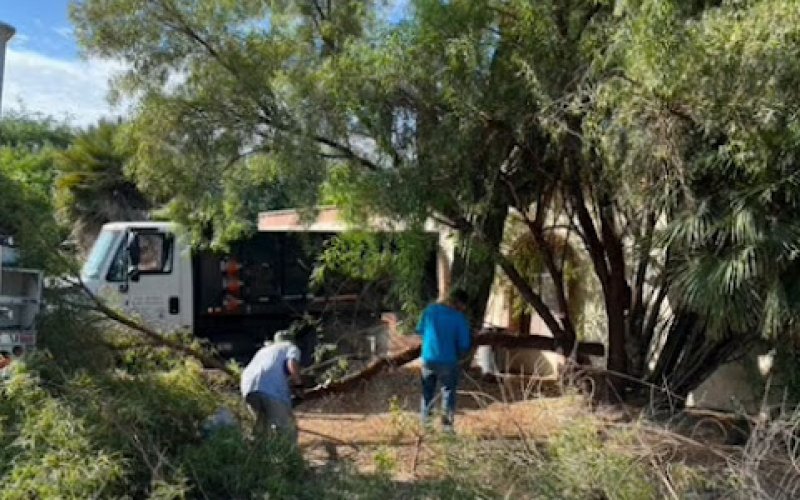 Tree Monkey Tree Trimming AZ