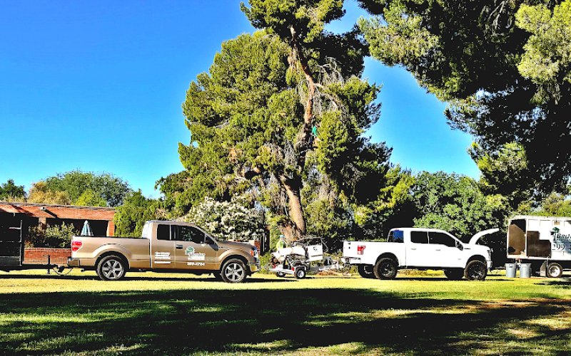Tree Services Tucson AZ by Brijer Resources