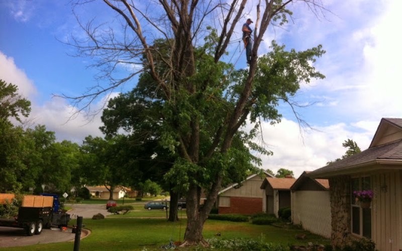 Atkins Tree Care