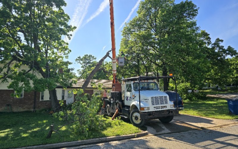 Paragon Tree Care