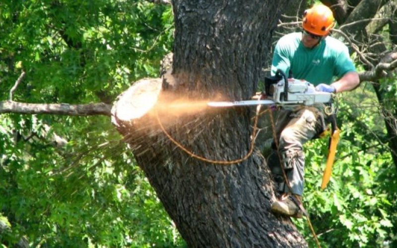 Druid City Tree Service — Tree service in Tuscaloosa