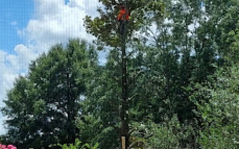 Fanning Tree Services — Tree service in Tuscaloosa