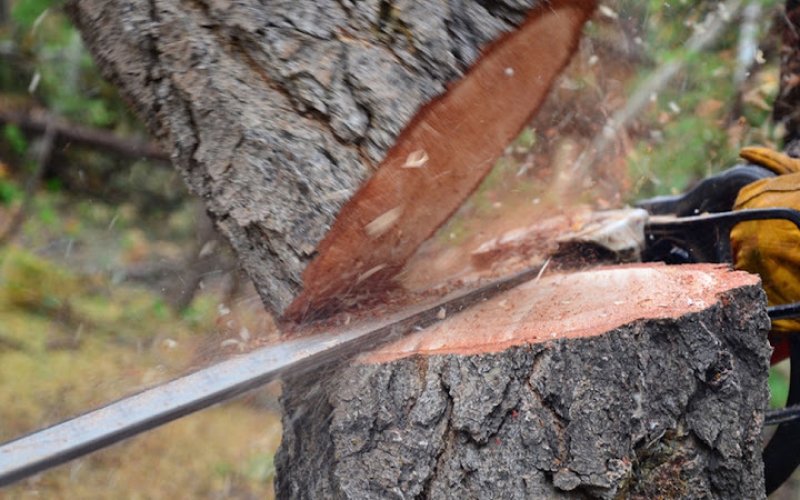 Keith's Tree Service — Tree service in Tuscaloosa