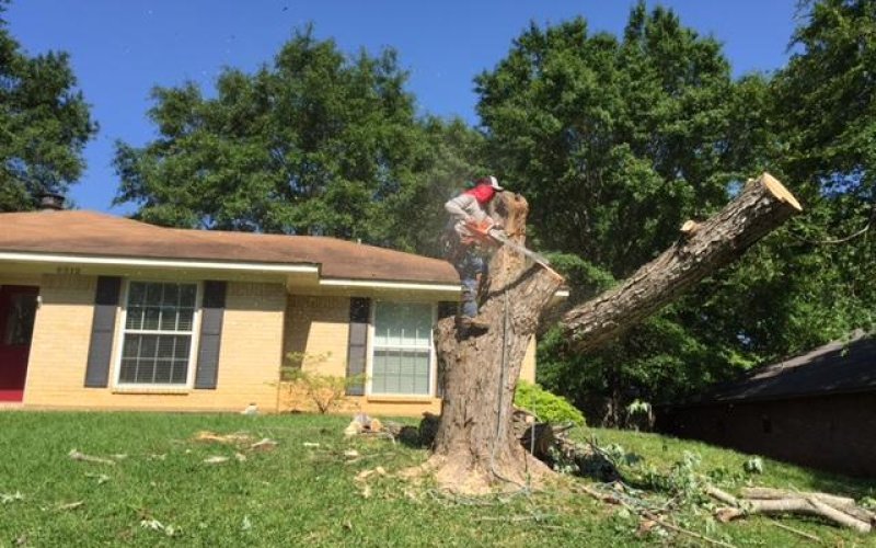David's Tree Service