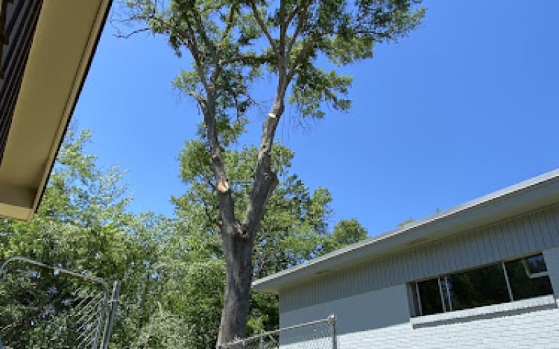 Tree Brother Tree Service LLC