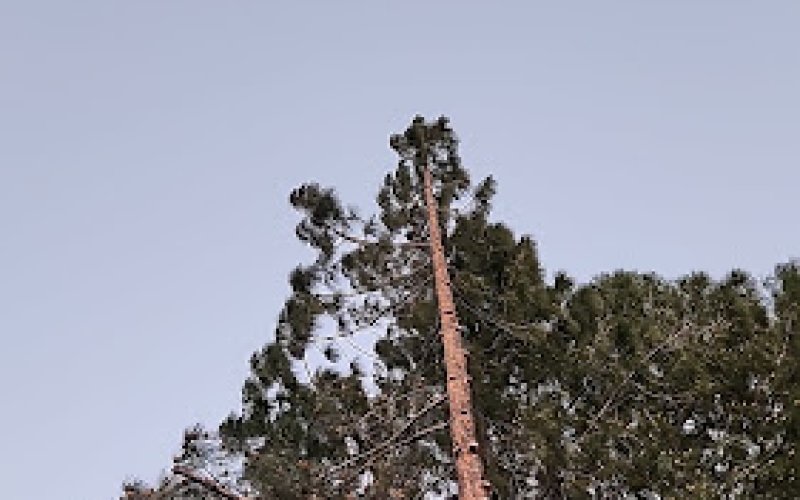 Marchand's Tree Services