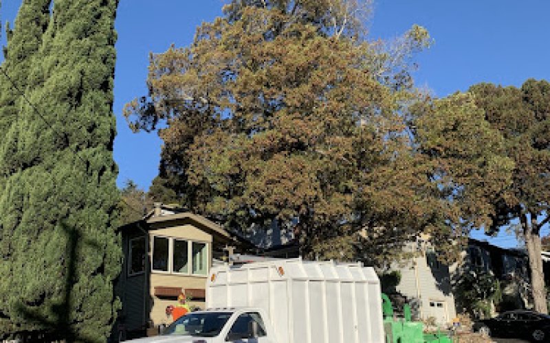 MS Tree Services Inc