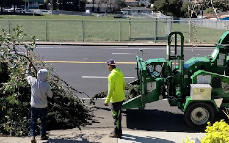 Tree Service Pro Vallejo