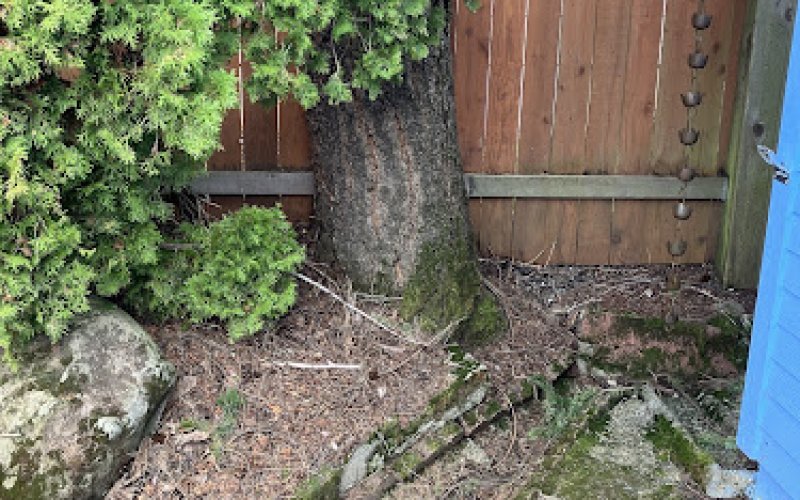 A to Z Tree Care and Services
