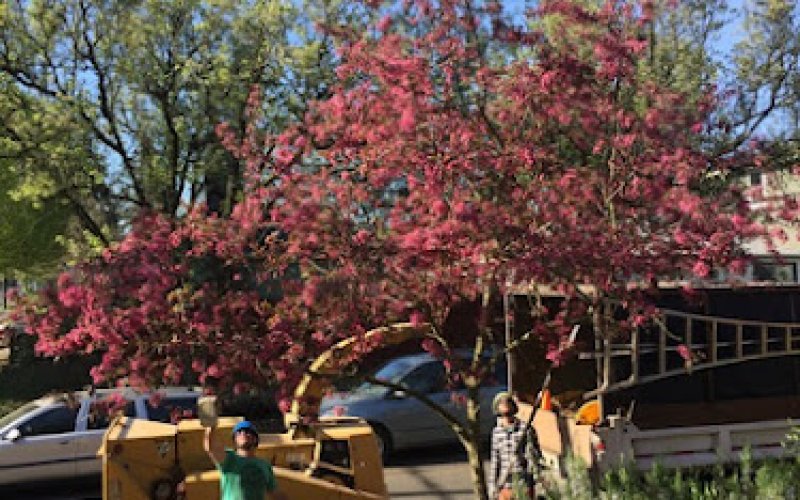 Arborscape Tree Care