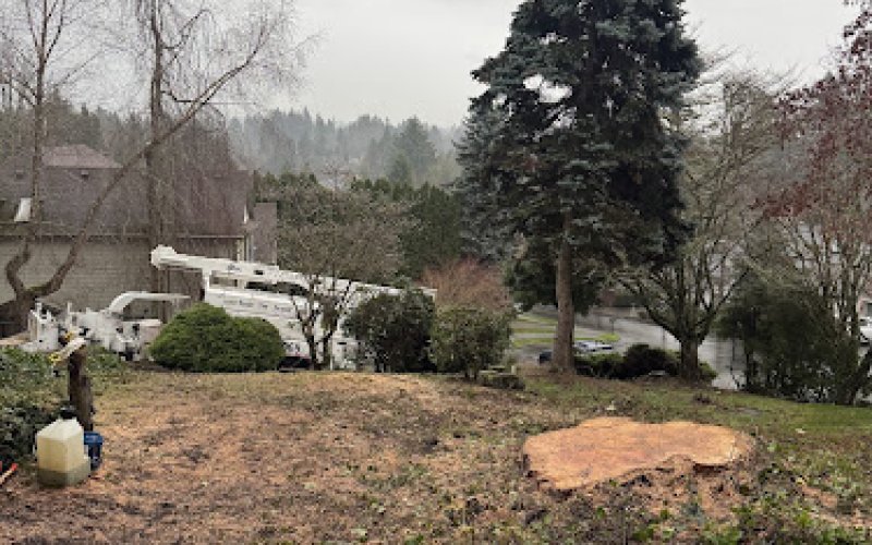 Kondor Tree Services