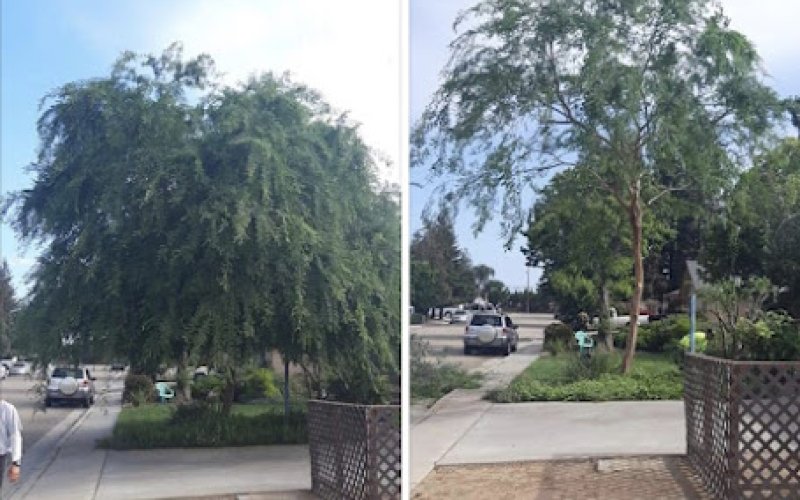 Gutierrez Tree Care 1