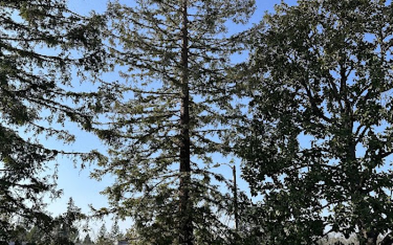 San Joaquin Tree Service