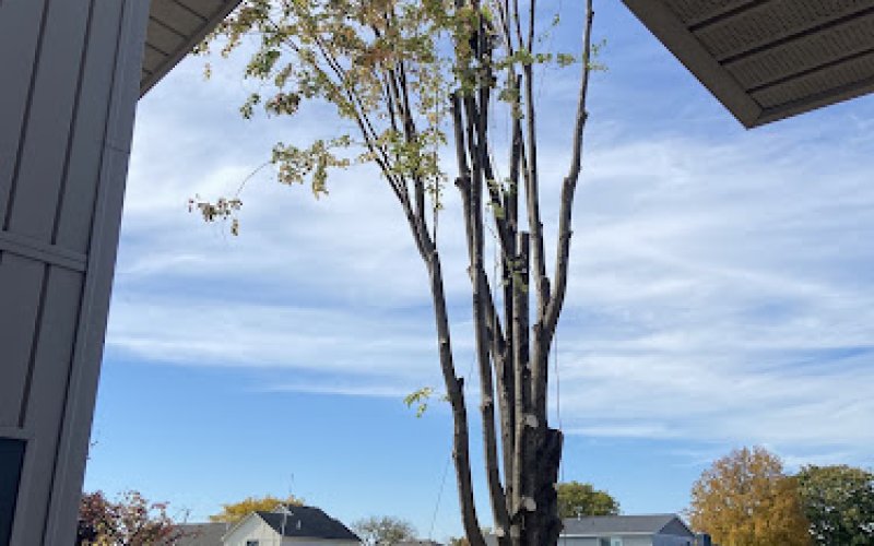 ProLines Tree Service
