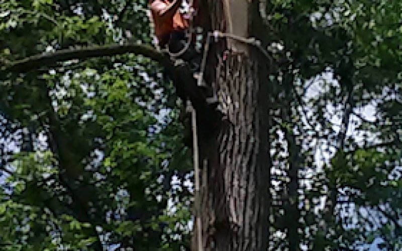 Shock Brothers Tree Care