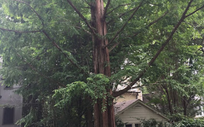 The Heart of Wood Tree Service