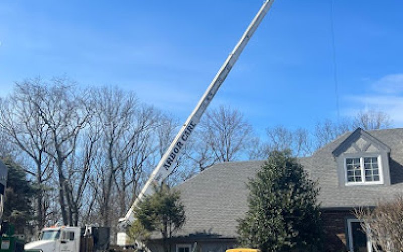 Arbor Care Tree Service