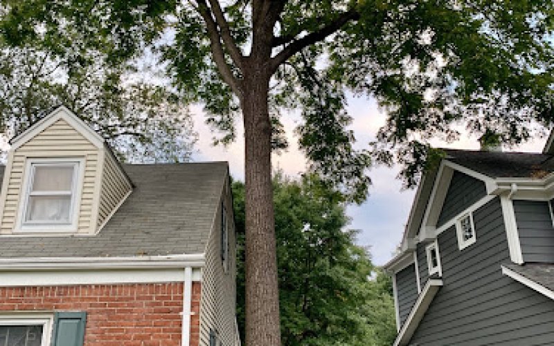 North Haledon Tree Service
