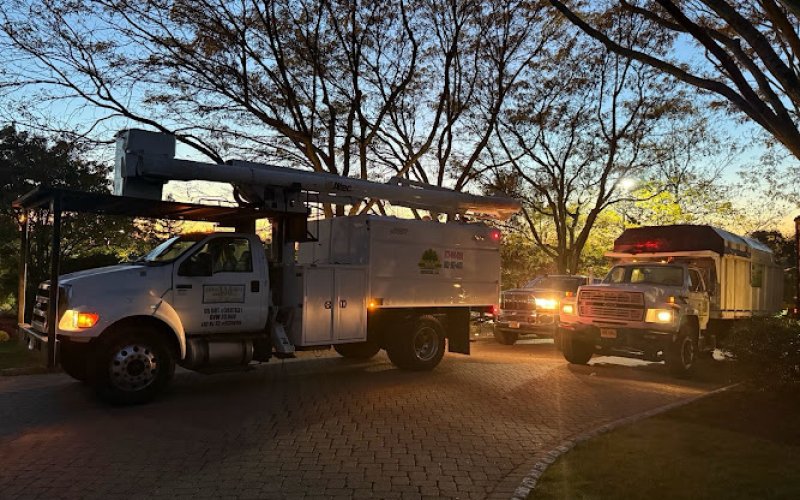 Triple AAA Tree Service